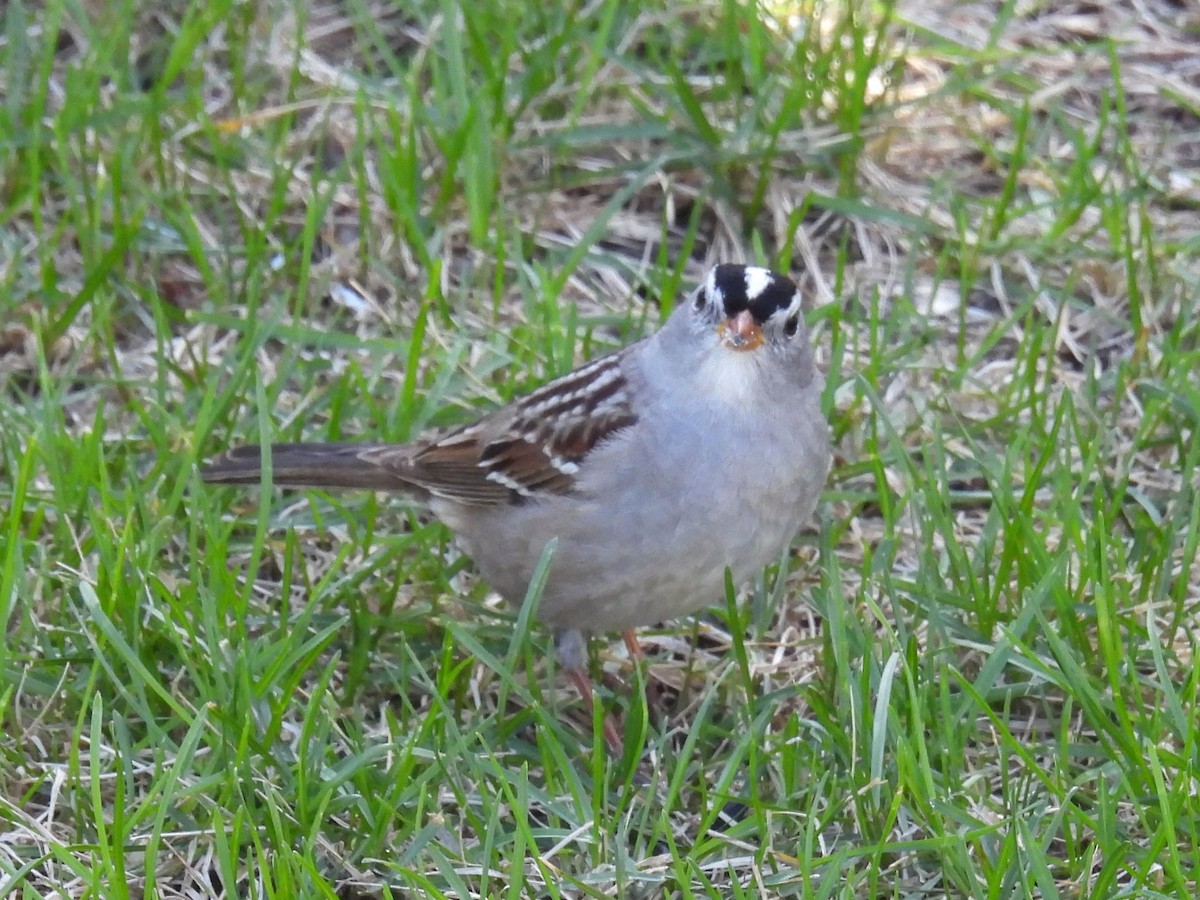White-crowned Sparrow - ML618671545
