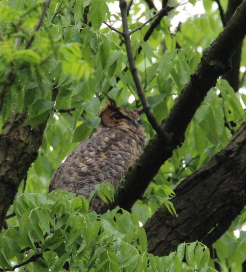 Great Horned Owl - ML618671551