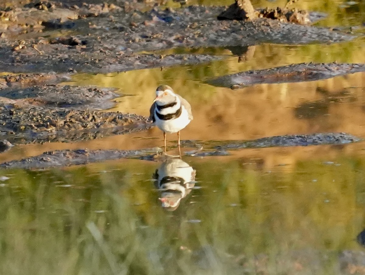 Three-banded Plover - ML618671559