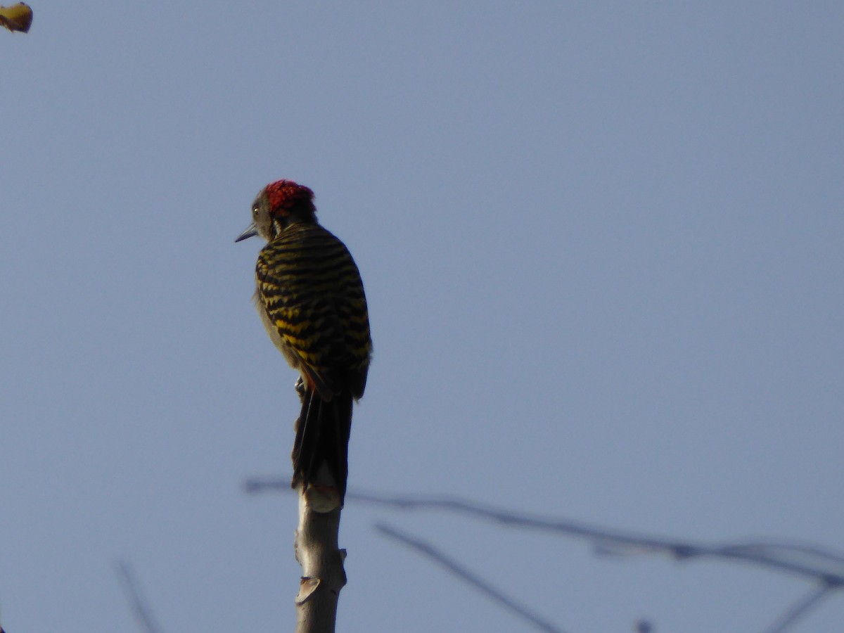 Hispaniolan Woodpecker - ML618671582