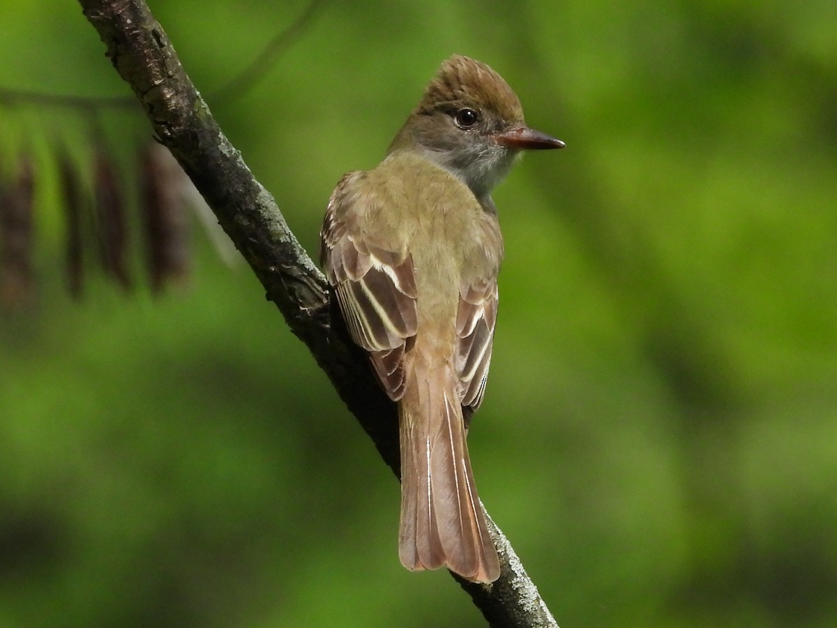 Great Crested Flycatcher - ML618671584