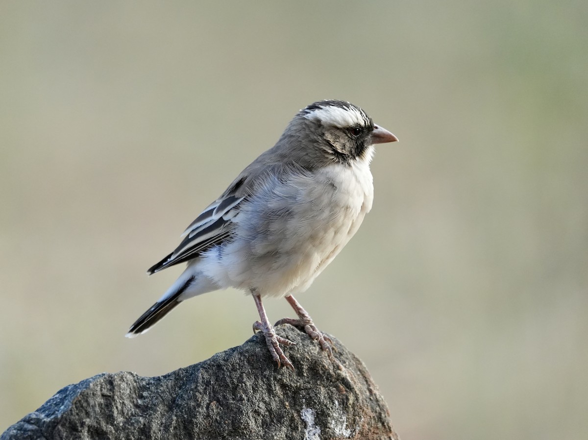White-browed Sparrow-Weaver - ML618671587