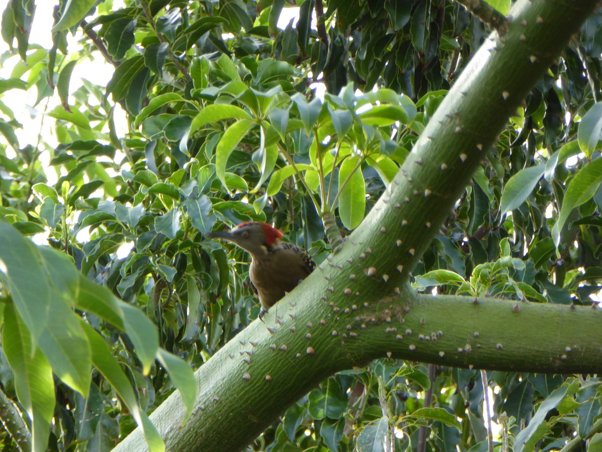 Hispaniolan Woodpecker - ML618671589
