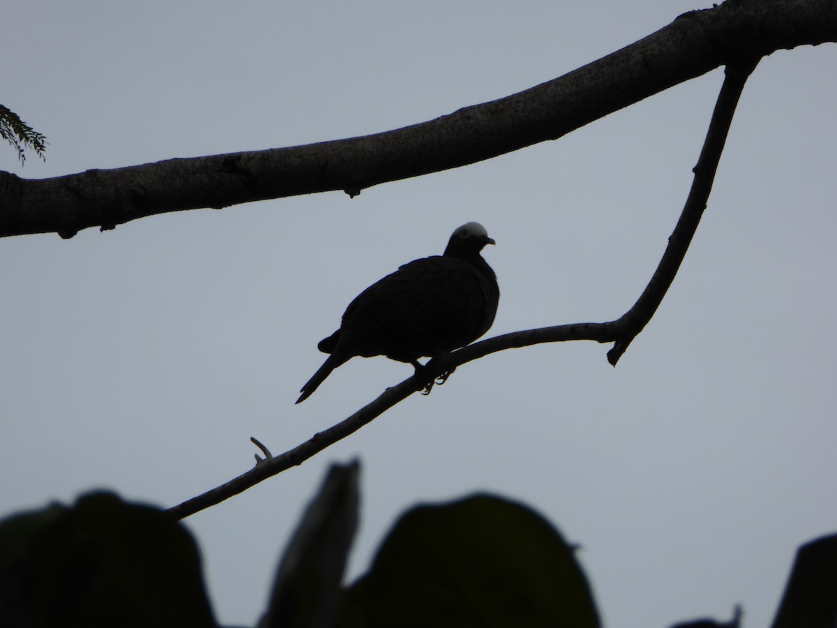 White-crowned Pigeon - ML618671606