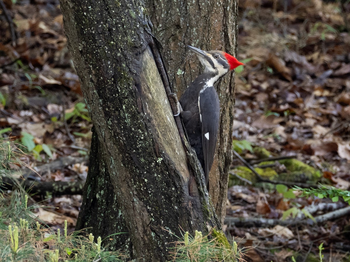 Pileated Woodpecker - ML618671612