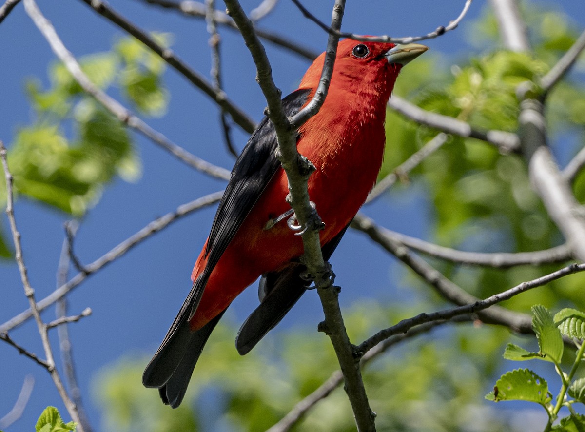 Scarlet Tanager - ML618671618