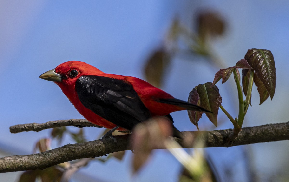 Scarlet Tanager - ML618671619