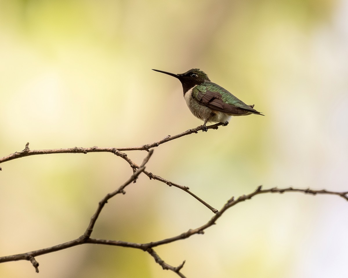 Ruby-throated Hummingbird - ML618671635