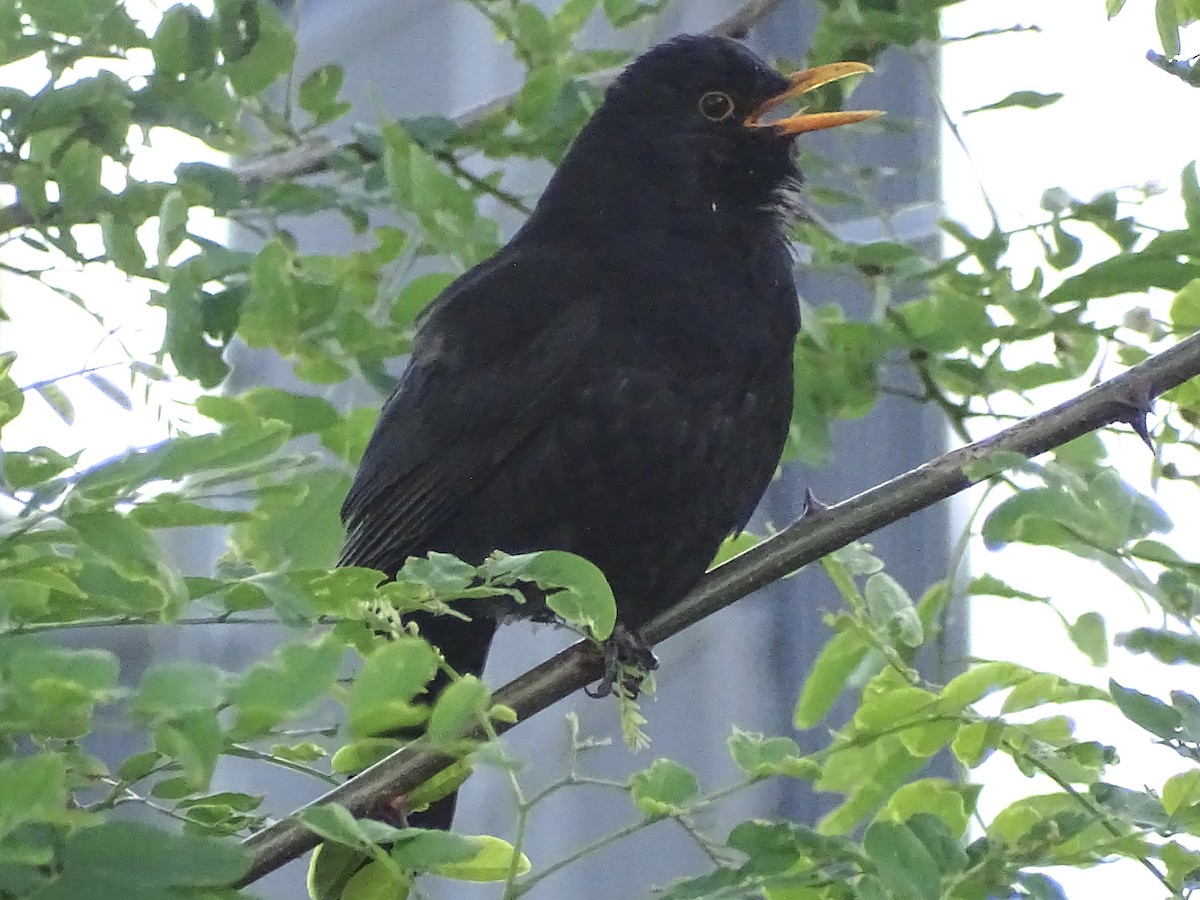 Eurasian Blackbird - Jeffrey Roth