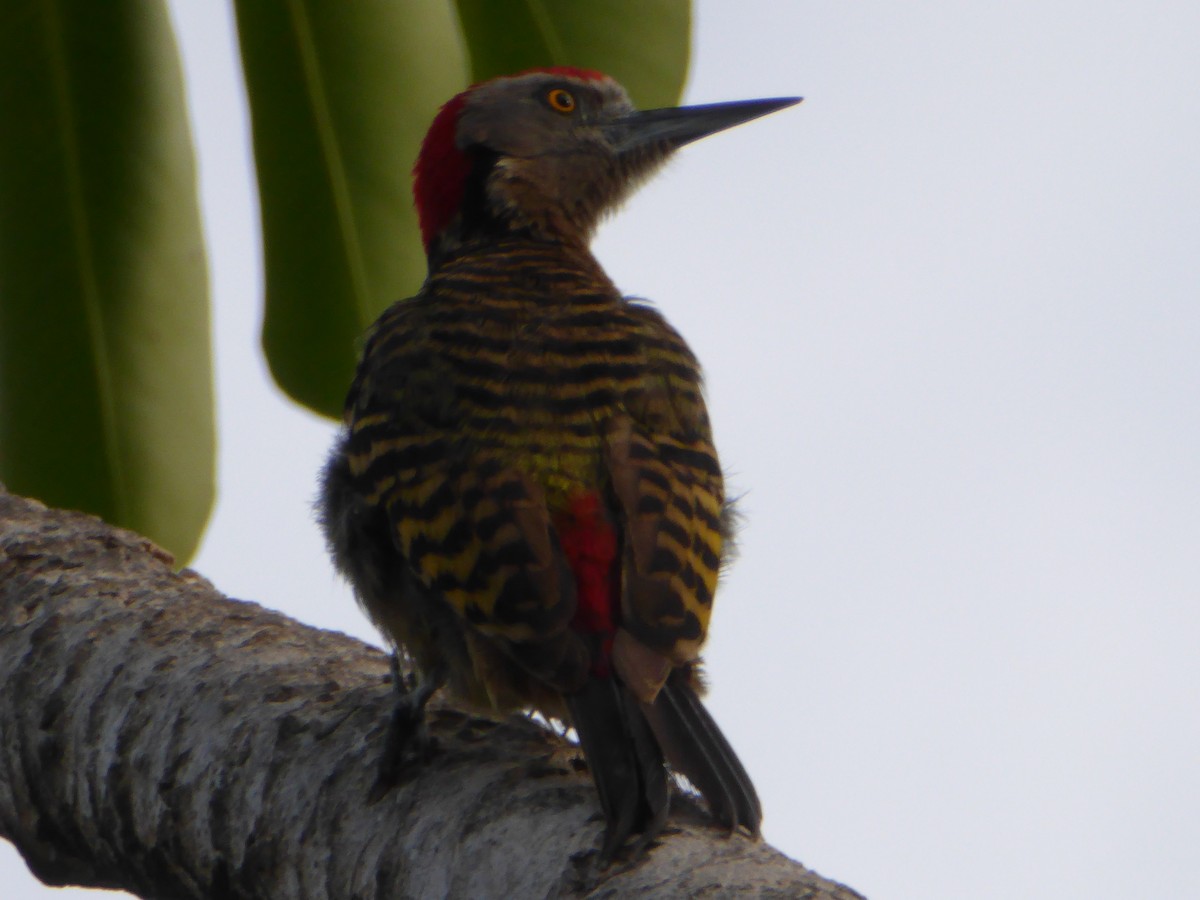 Hispaniolan Woodpecker - ML618671672