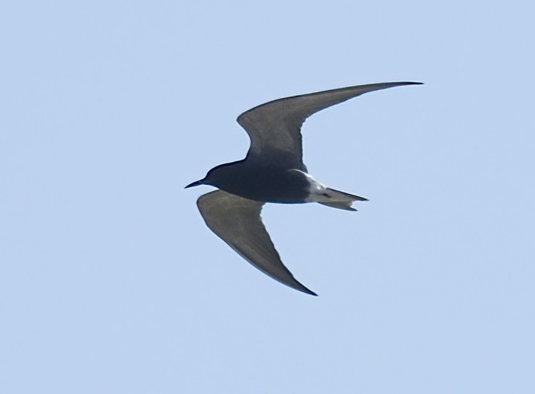 Black Tern - ML618671697