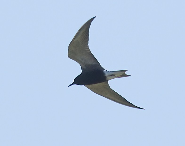 Black Tern - ML618671698