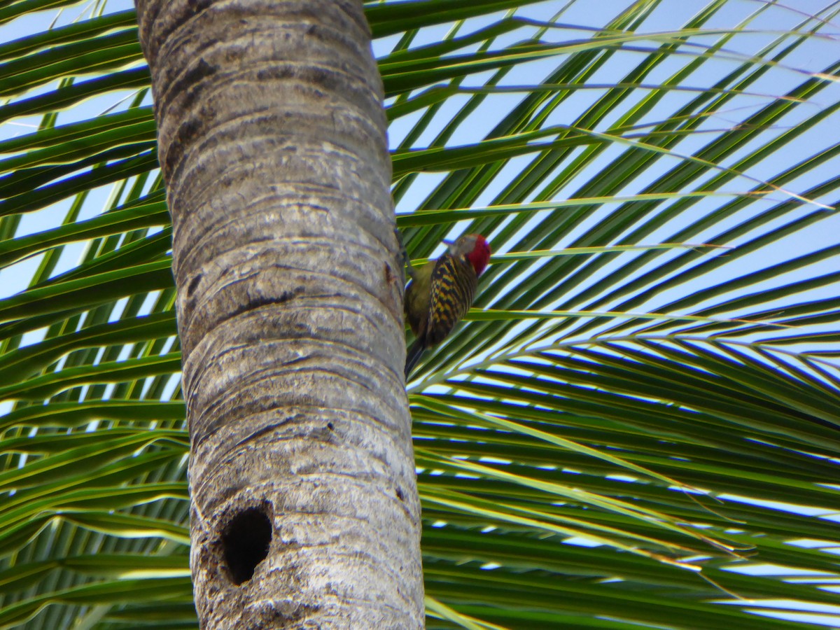 Hispaniolan Woodpecker - ML618671706
