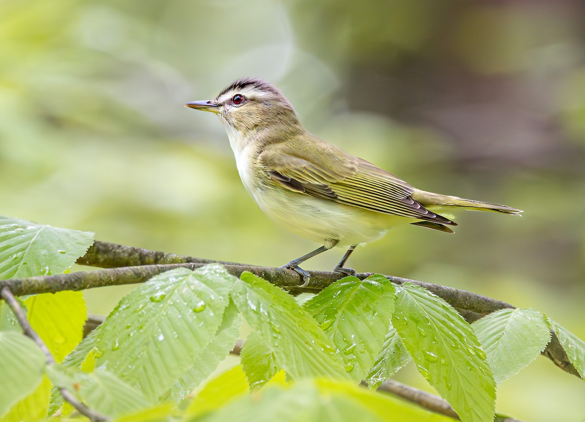 Red-eyed Vireo - Mike Murphy