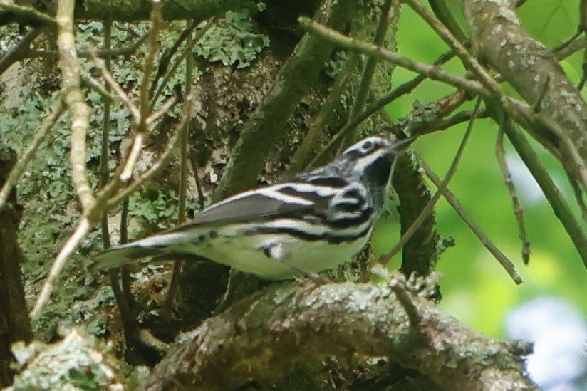 Black-and-white Warbler - ML618671782