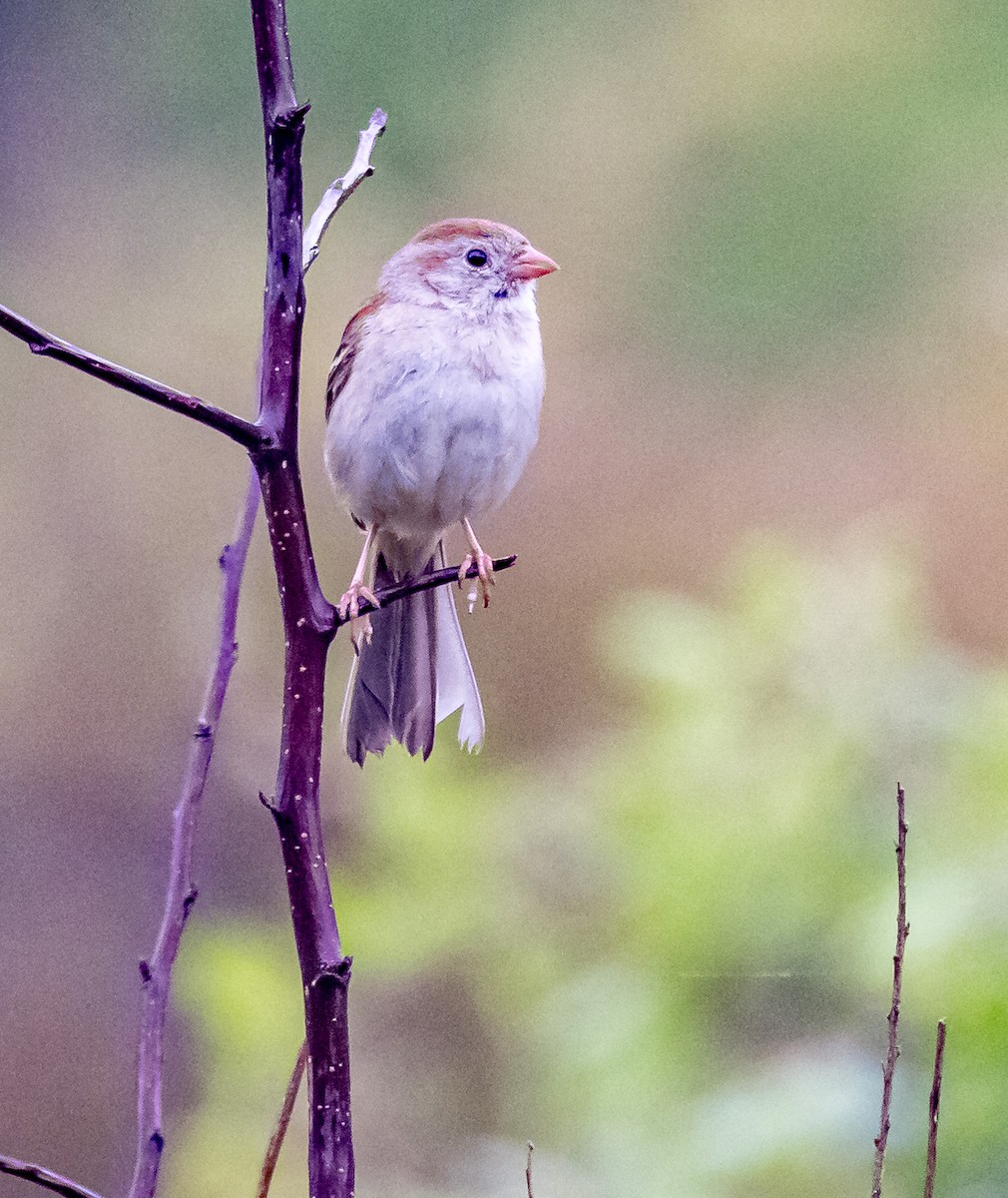 Field Sparrow - ML618671801