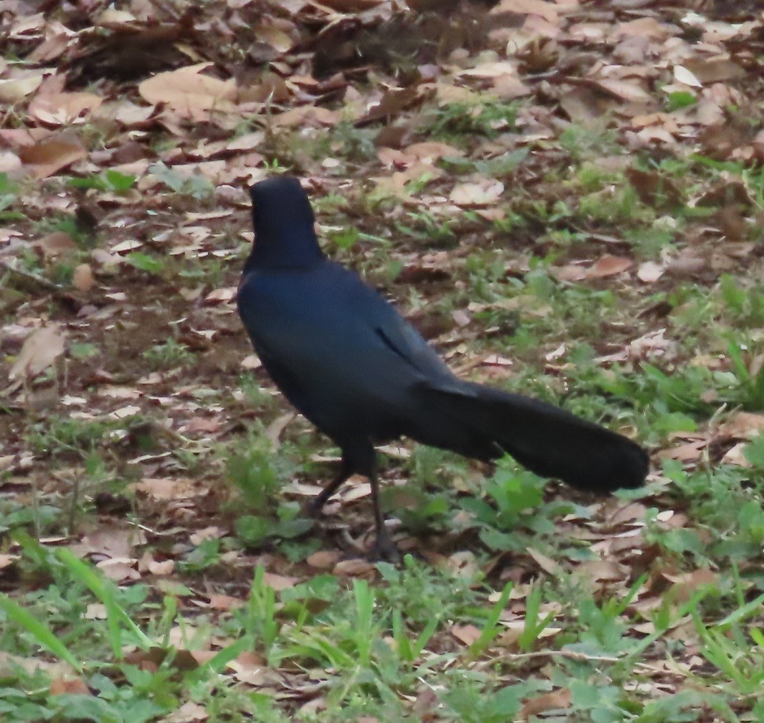 Great-tailed Grackle - ML618671818