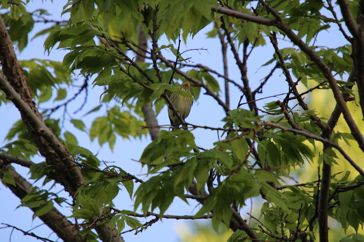 Cape May Warbler - ML618671821