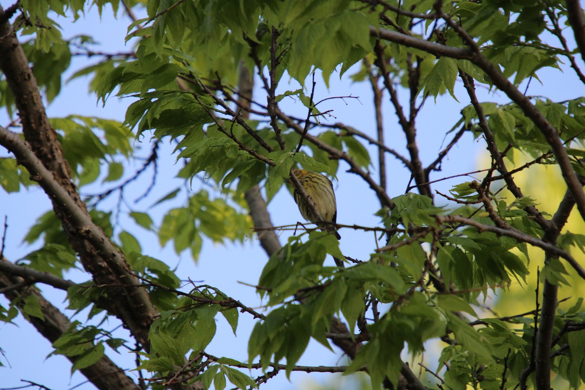 Cape May Warbler - ML618671823