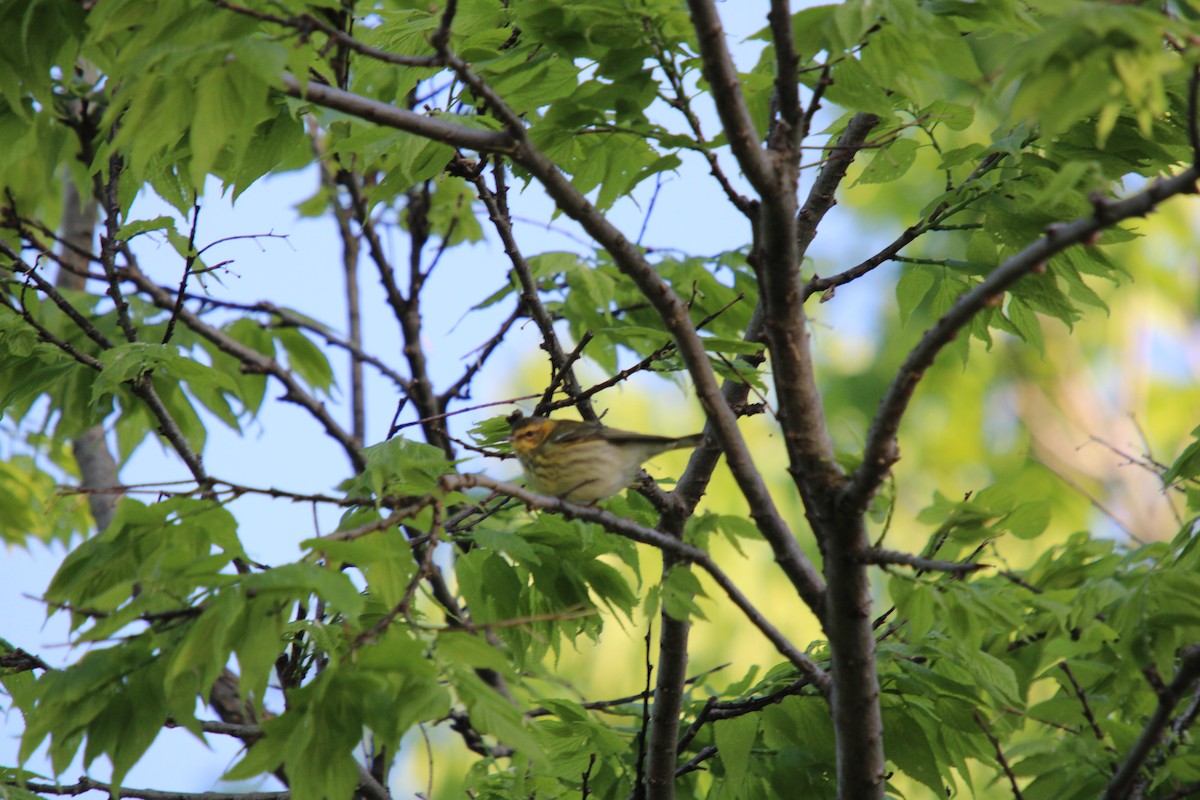 Cape May Warbler - ML618671824