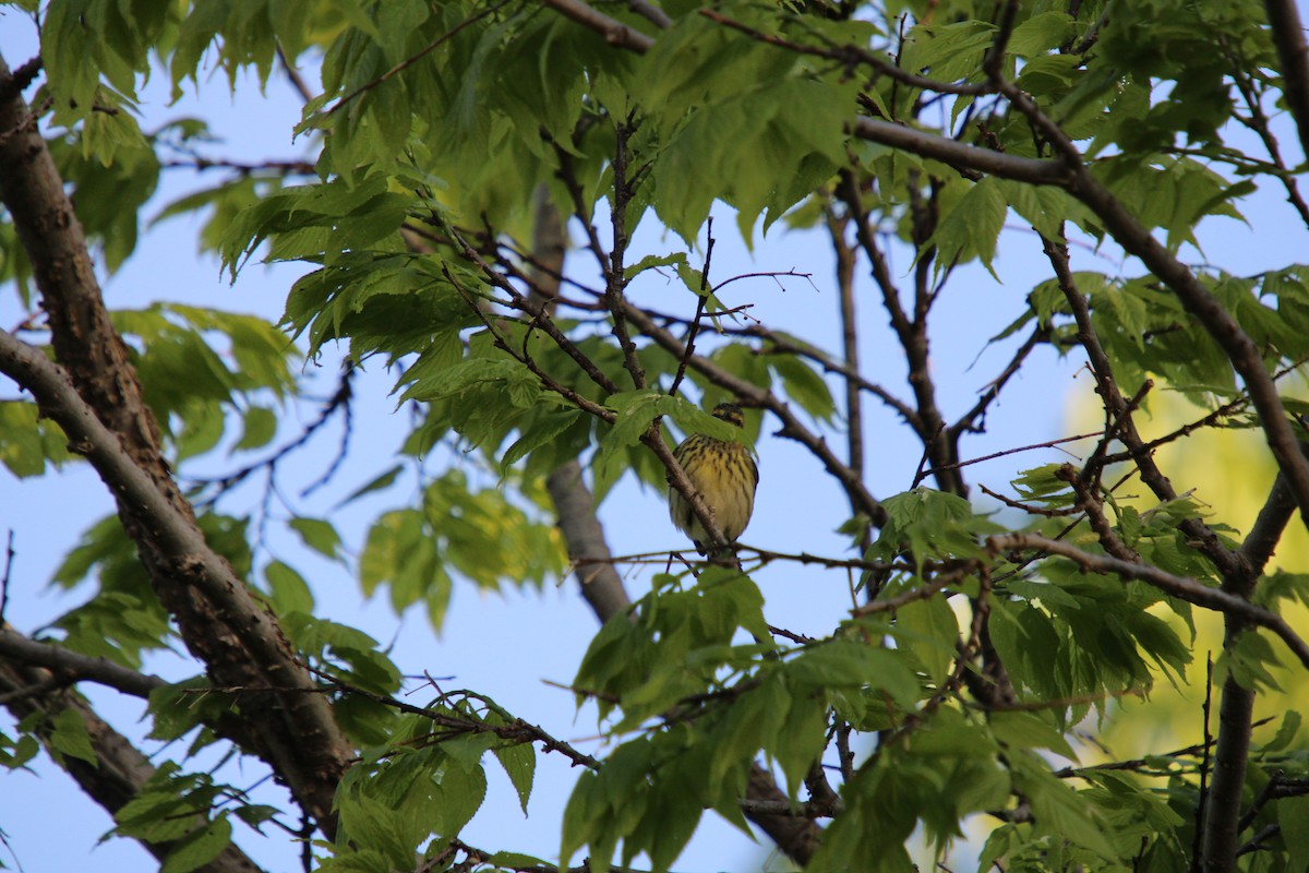 Cape May Warbler - ML618671825