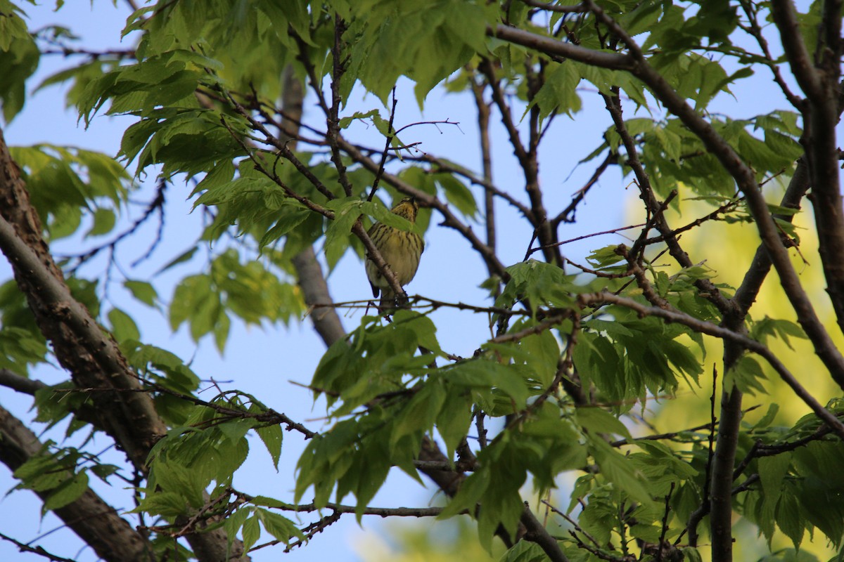 Cape May Warbler - ML618671829