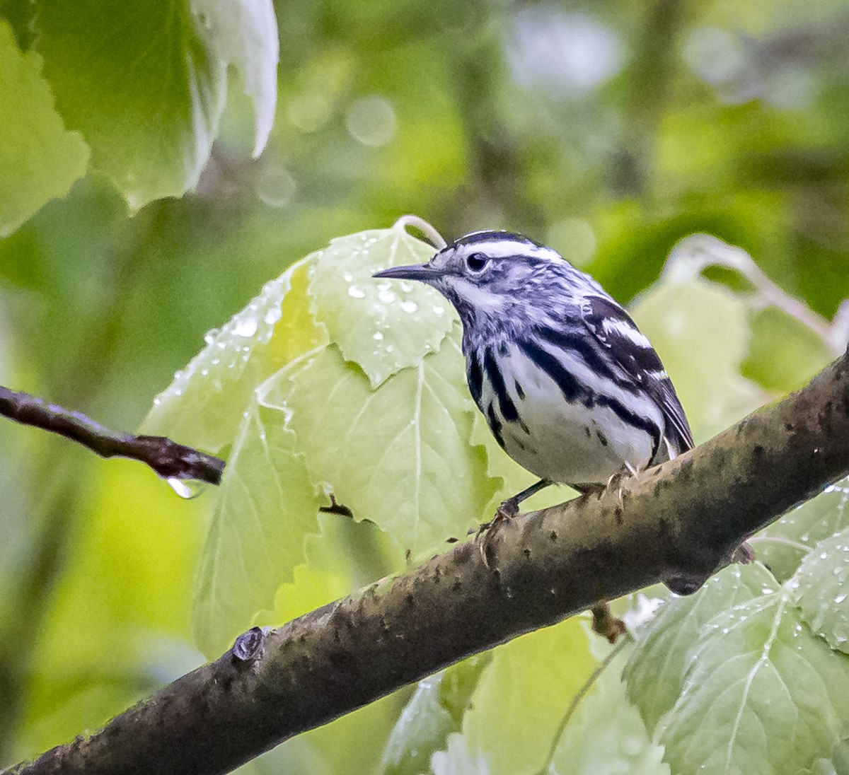 Black-and-white Warbler - ML618671849