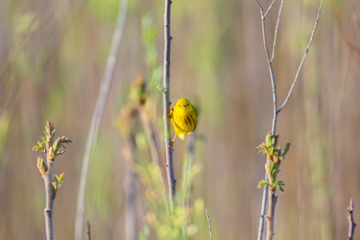 Yellow Warbler (Northern) - ML618671932