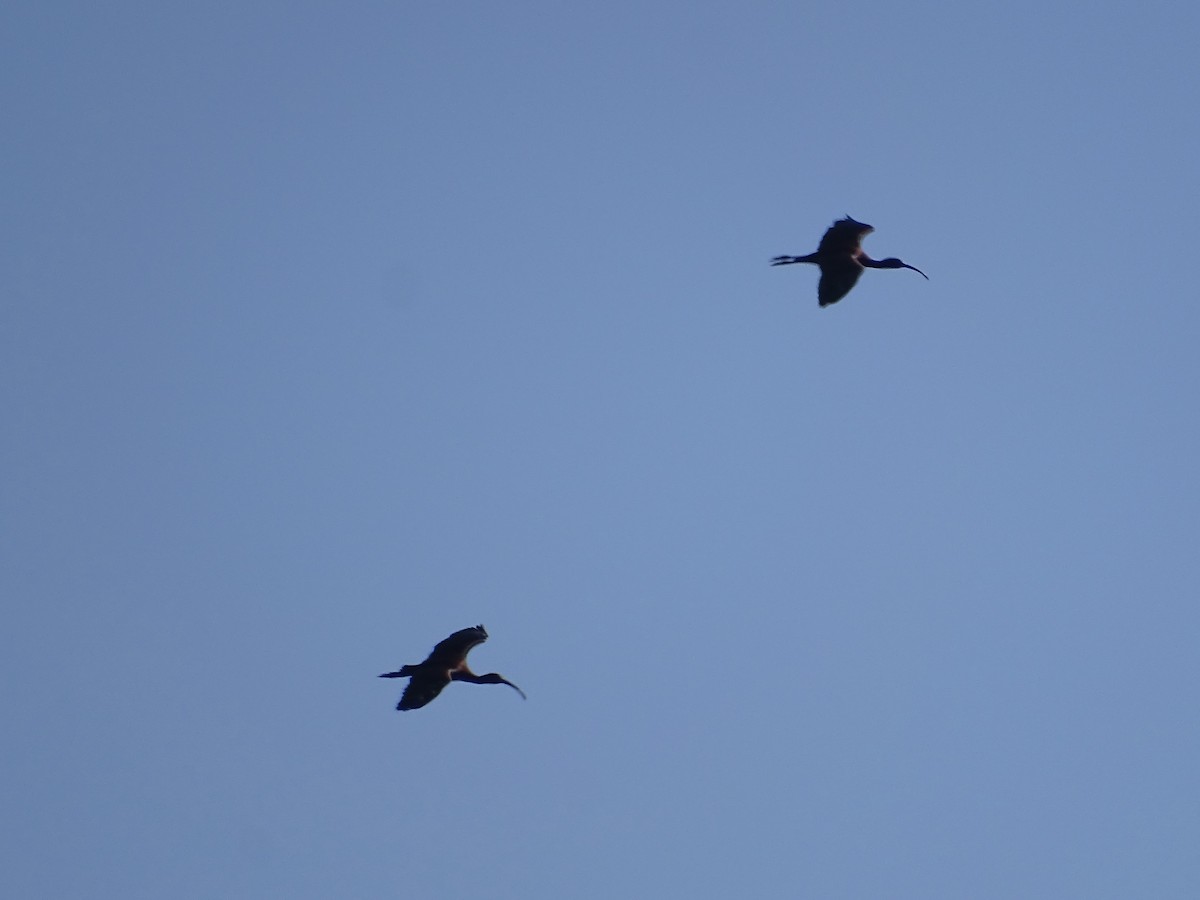ibis hnědý - ML618671936