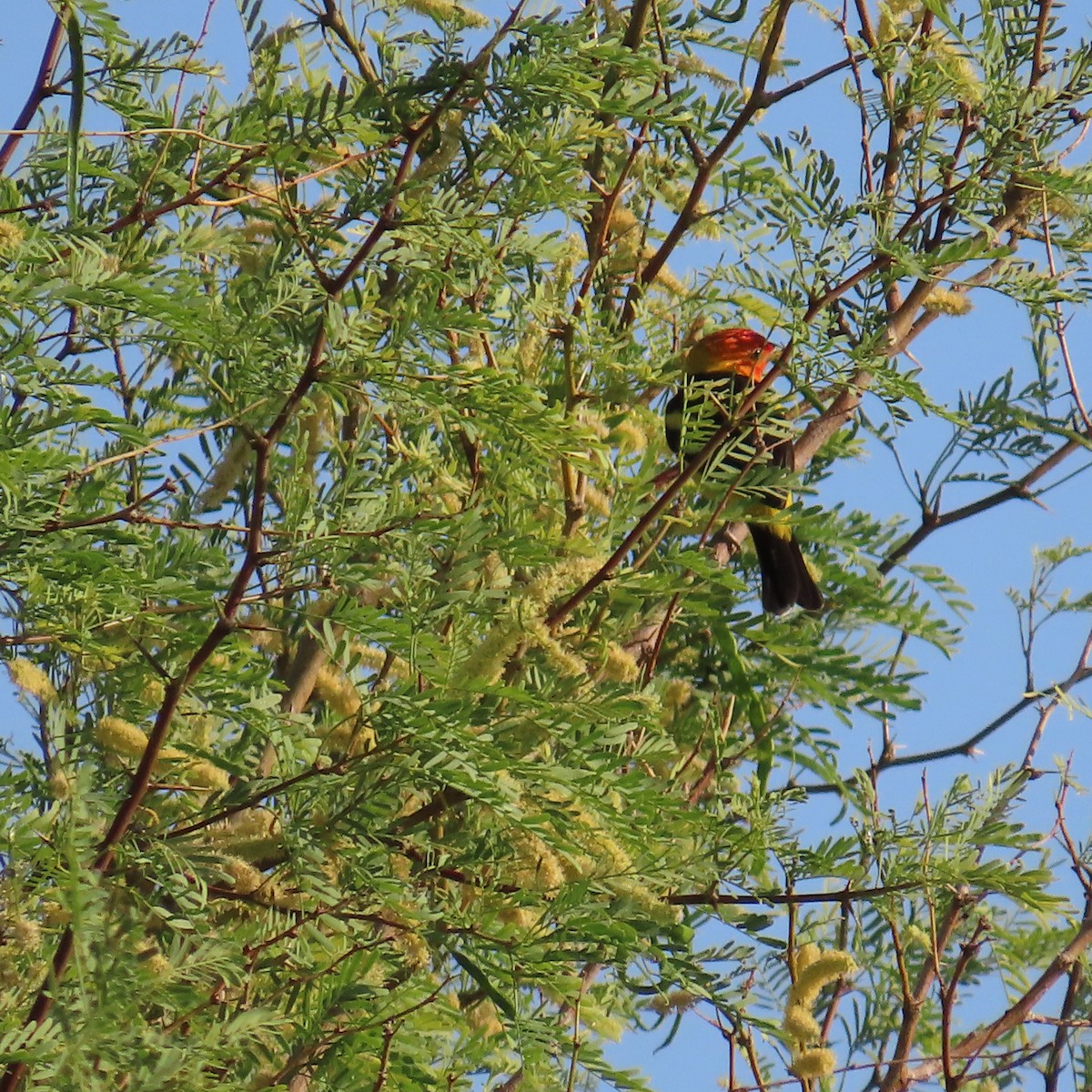 Western Tanager - ML618671937