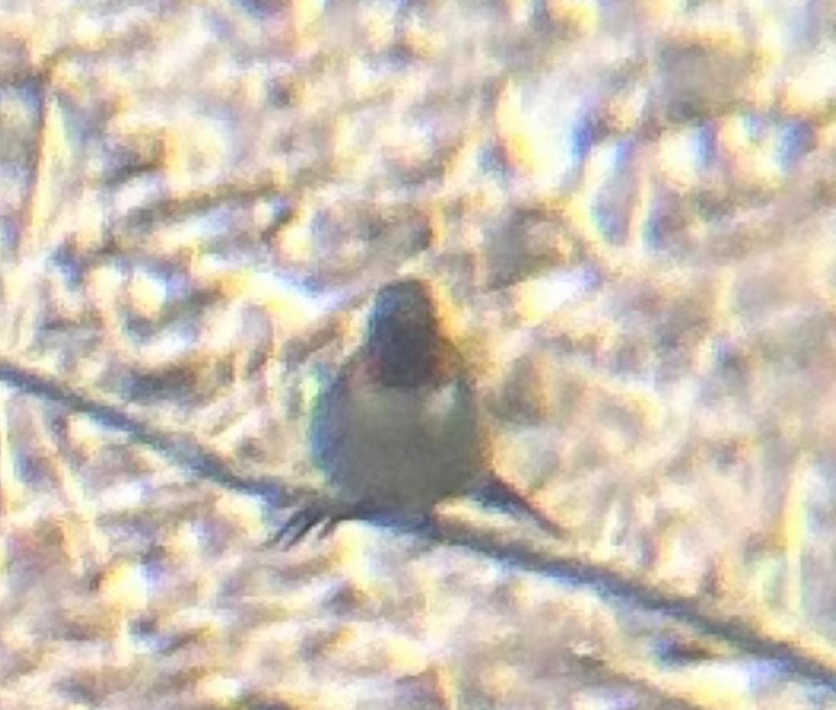 Ruby-throated Hummingbird - ML618671948