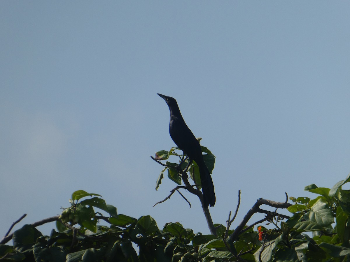 Great-tailed Grackle - ML618671960