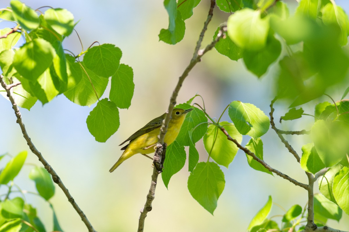 Yellow Warbler (Northern) - Peter Mundale
