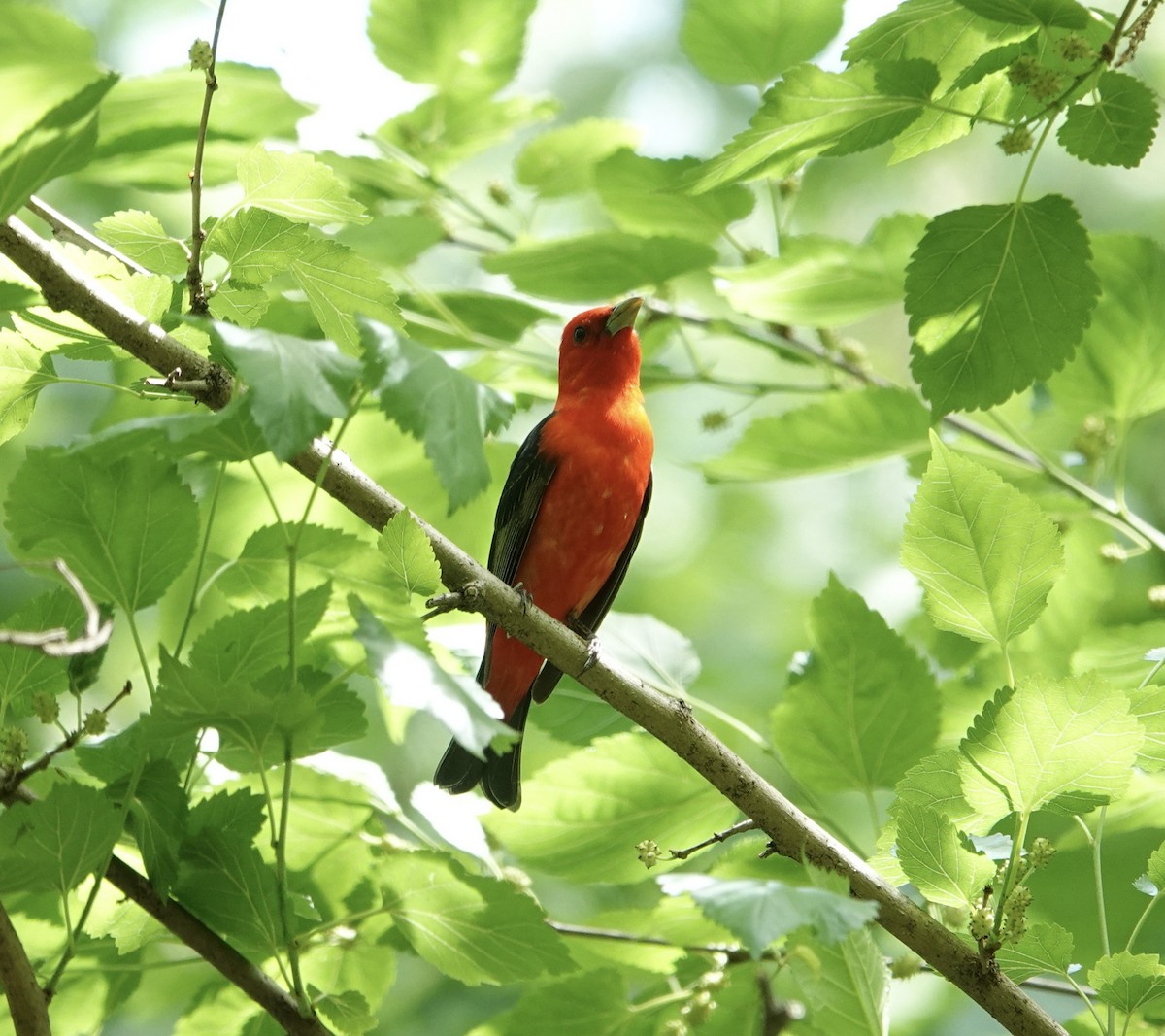 Scarlet Tanager - ML618672027