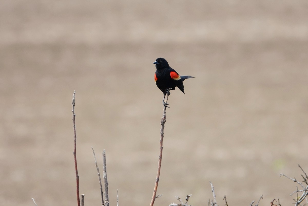 Red-winged Blackbird - ML618672108