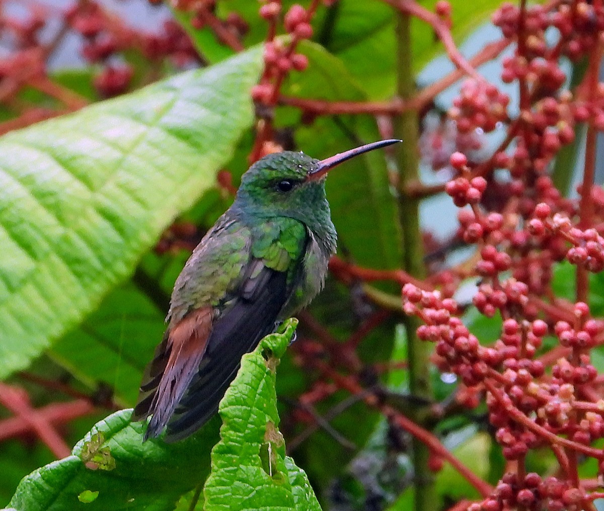 Rufous-tailed Hummingbird - Connie Galey