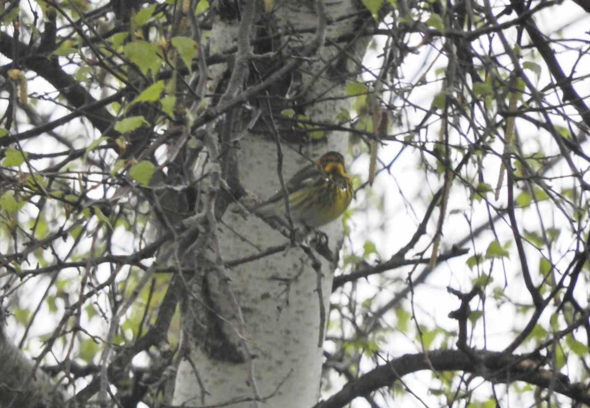 Cape May Warbler - ML618672176