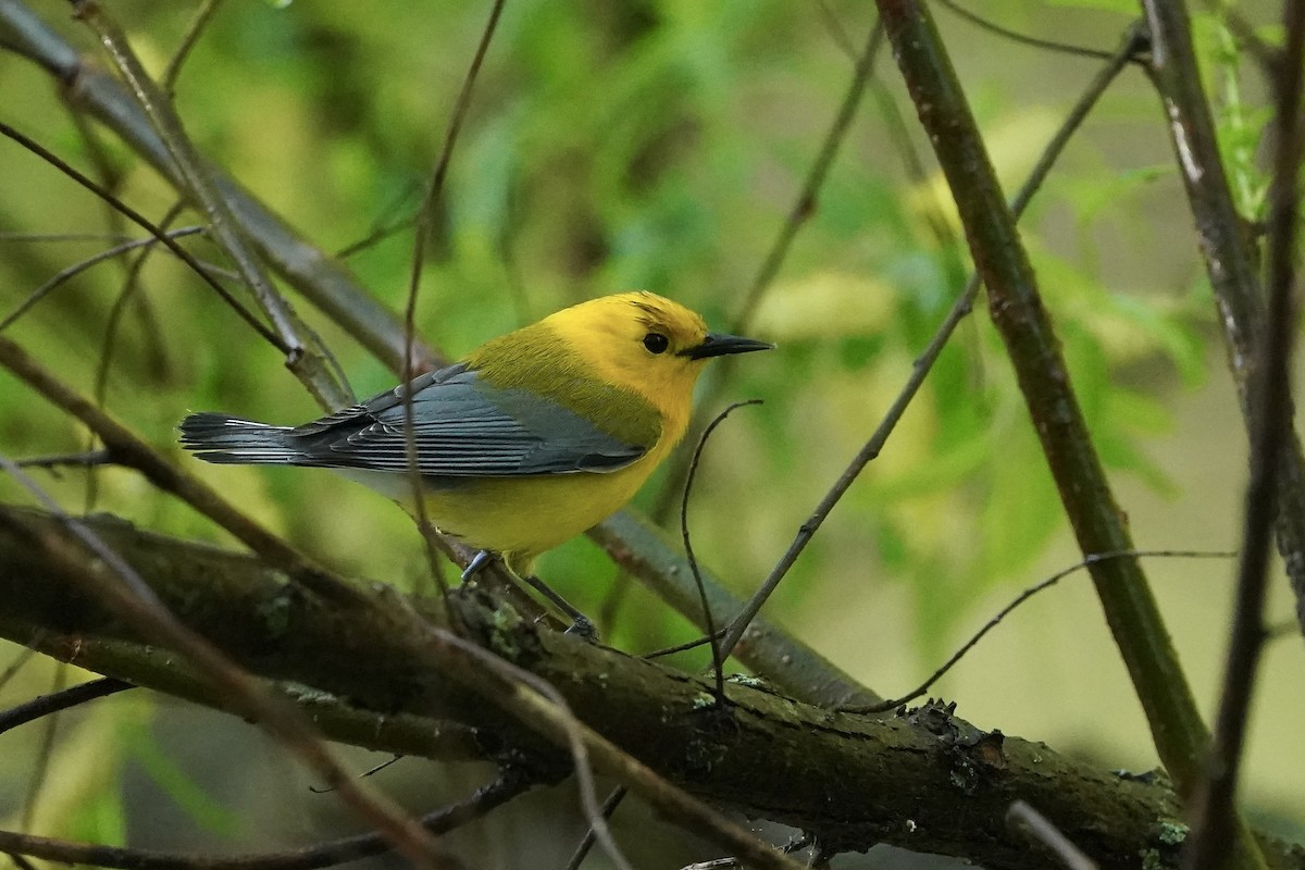 Prothonotary Warbler - ML618672181