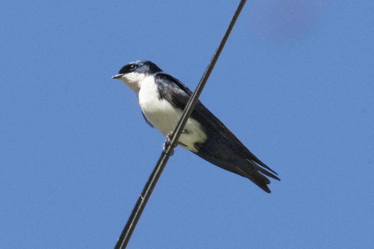 Blue-and-white Swallow - ML618672219