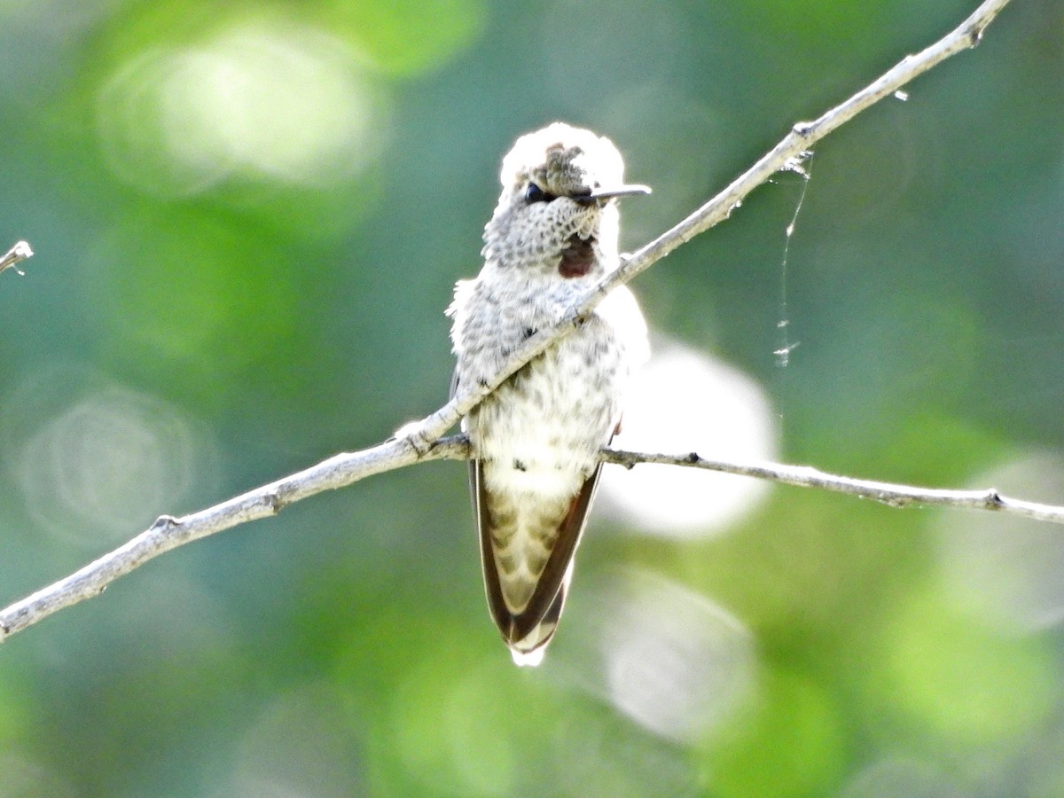 Anna's Hummingbird - ML618672242