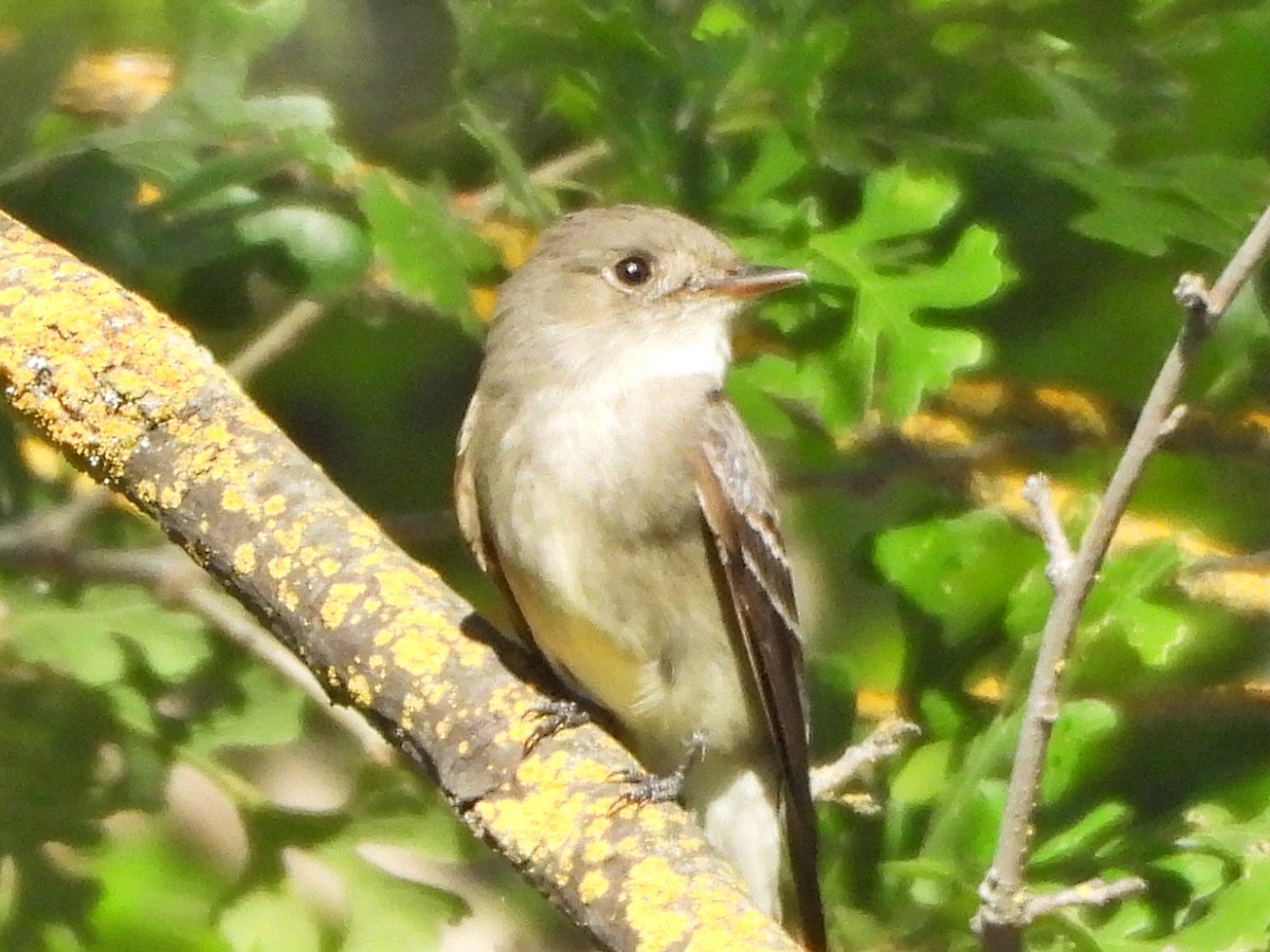 Western Wood-Pewee - Forest Chapman