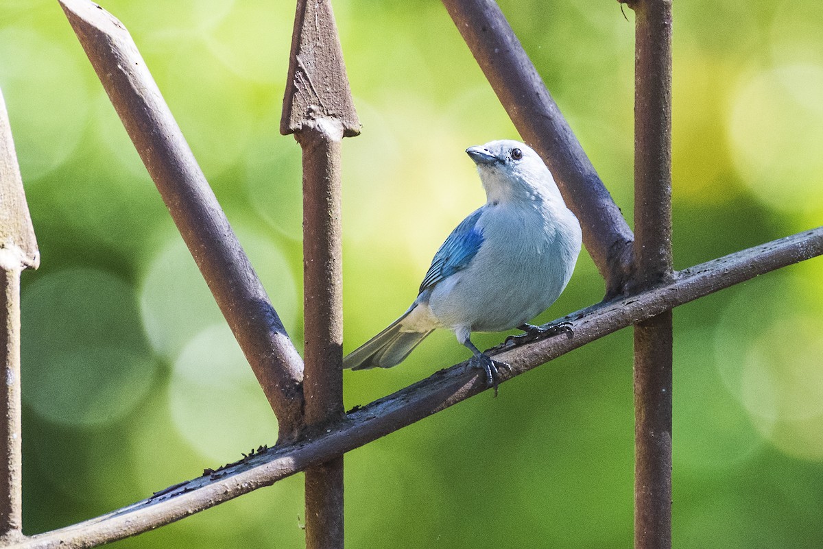 Blue-gray Tanager - ML618672254