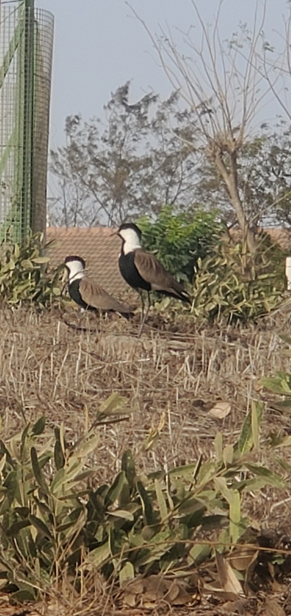 Spur-winged Lapwing - ML618672269