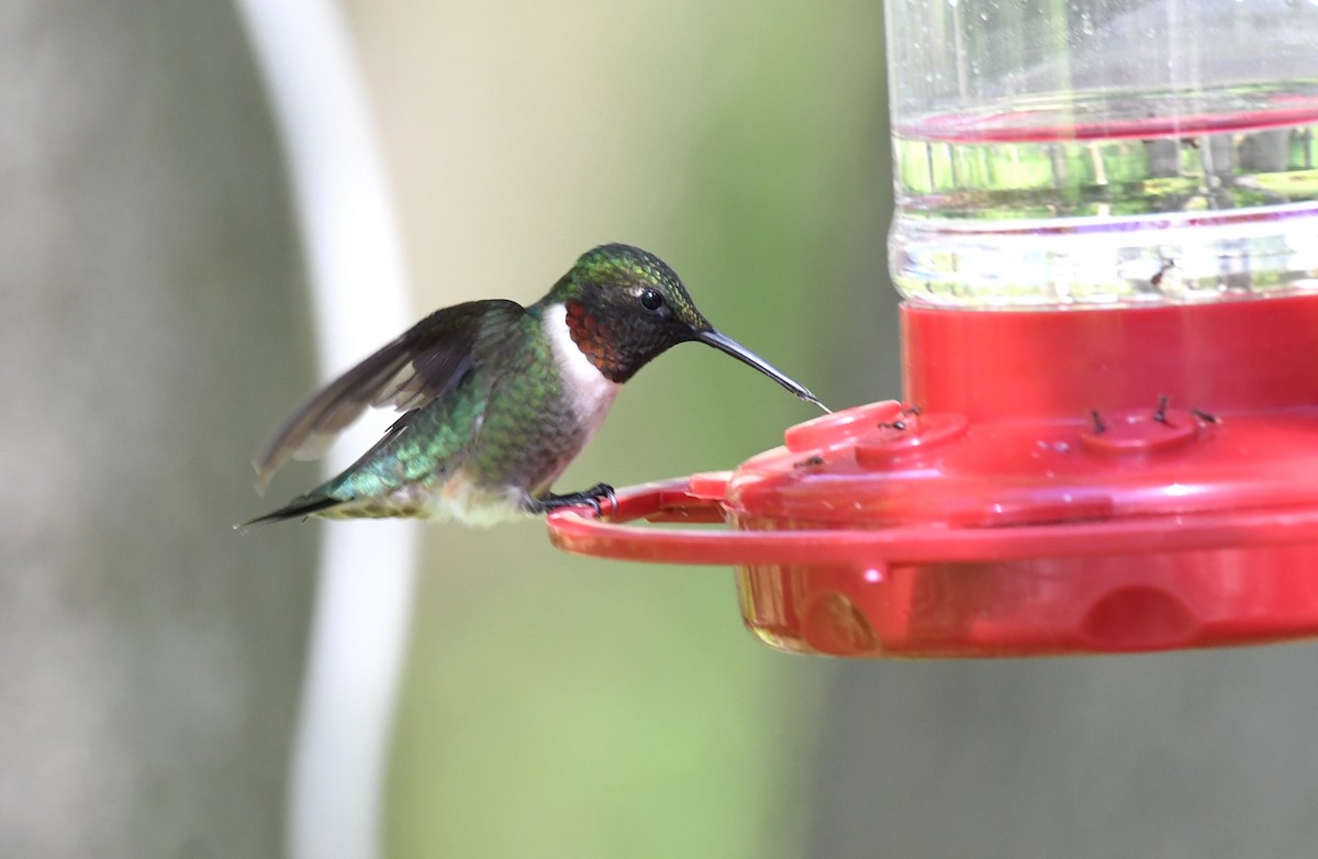 Ruby-throated Hummingbird - ML618672297