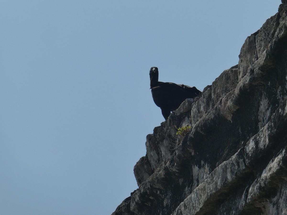 Black Vulture - ML618672314
