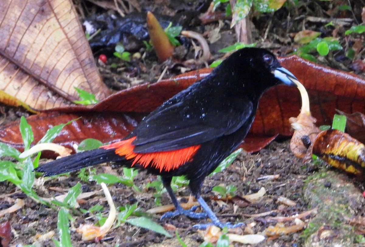 Scarlet-rumped Tanager - ML618672315