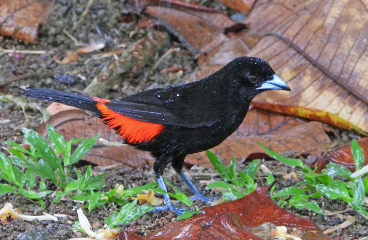 Scarlet-rumped Tanager - ML618672316
