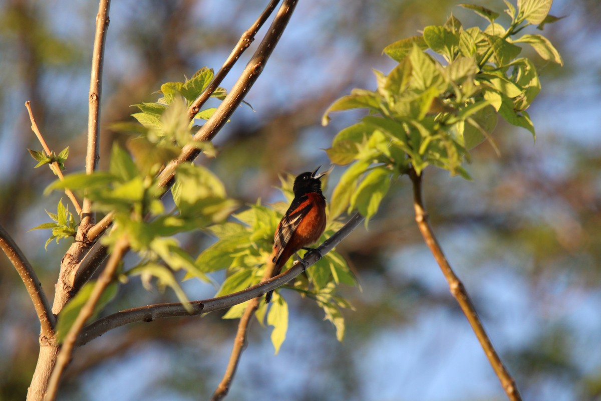 Orchard Oriole - ML618672320