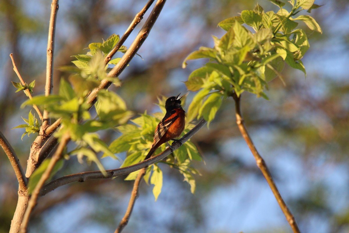 Orchard Oriole - ML618672321