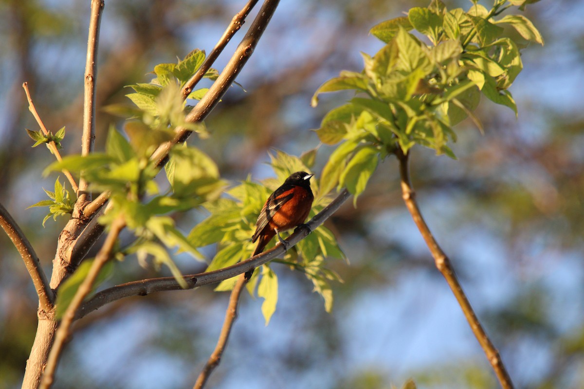 Orchard Oriole - ML618672322